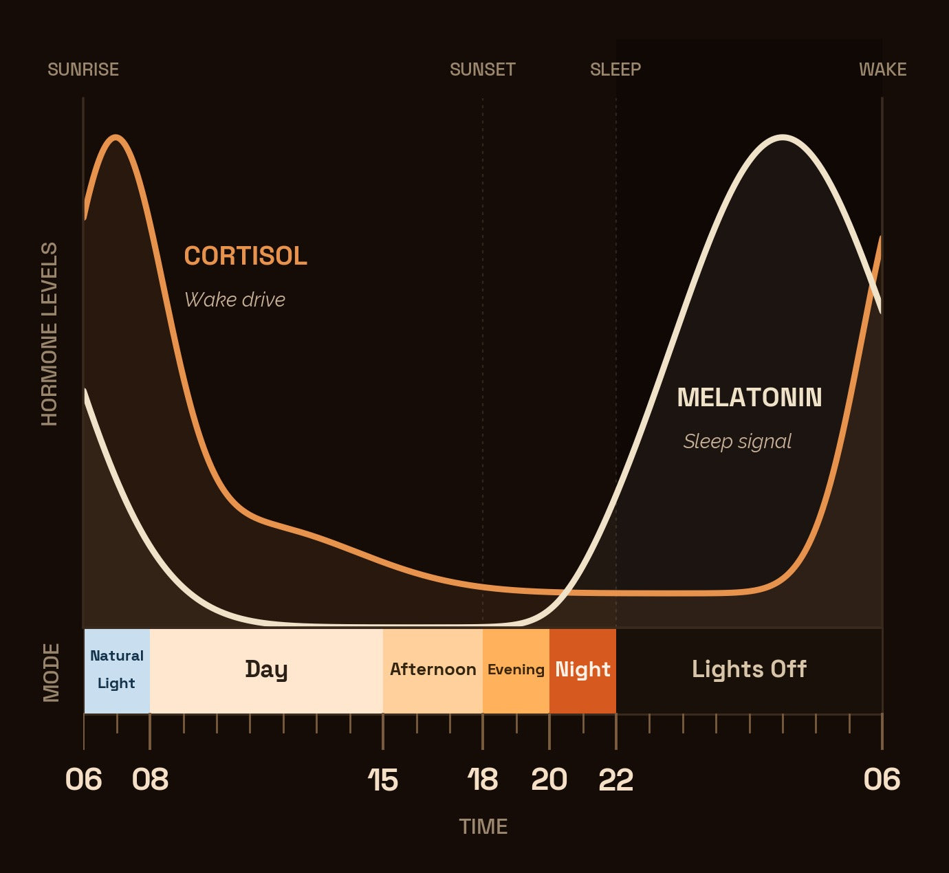 One day in rhythm — cortisol and melatonin curves mapped to the four modes