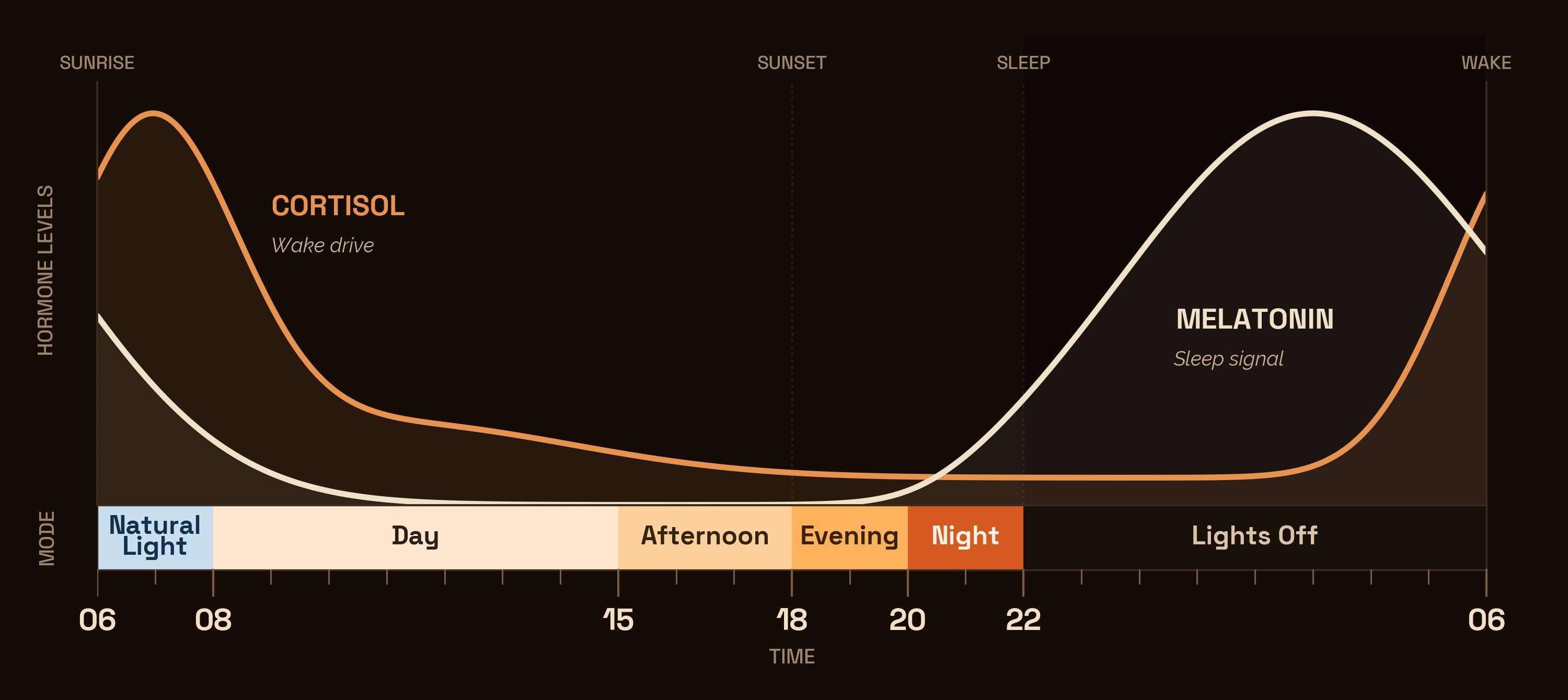 One day in rhythm — cortisol and melatonin curves mapped to the four modes