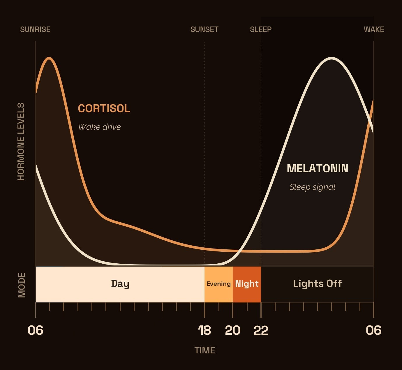 One day in rhythm — cortisol and melatonin curves mapped to the bulb modes